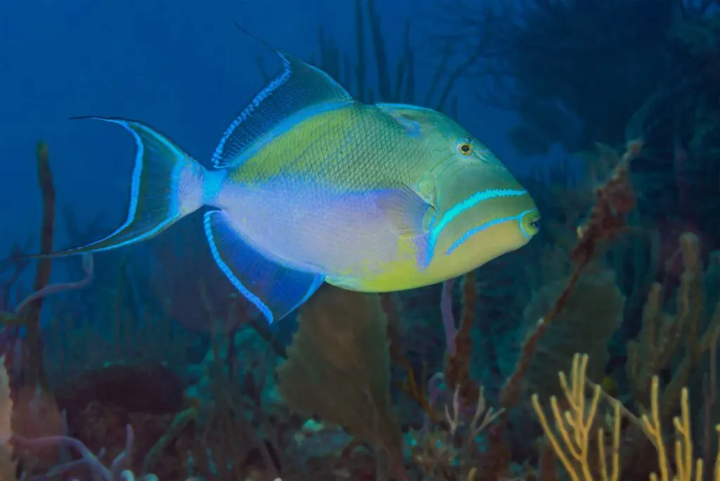 Queen triggerfish {Balistes vetula} swimming over a coral reef in the Bahamas