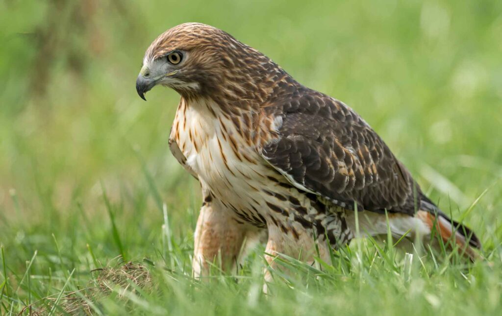 The red-tailed hawk is one of the fastest birds in the world!