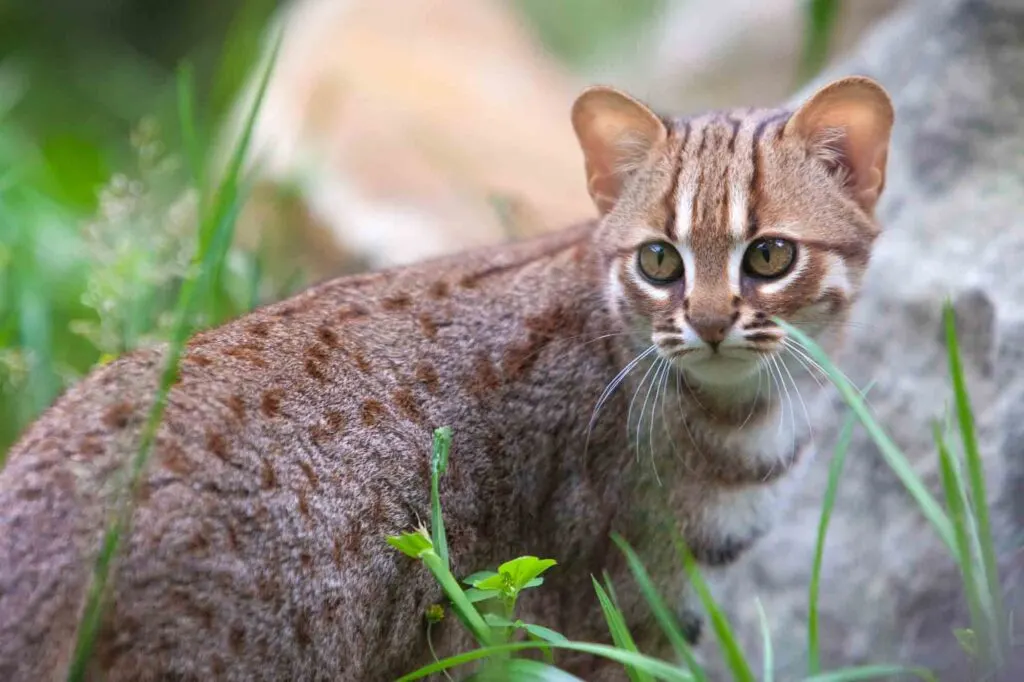 Rusty-spotted cat stand in grass