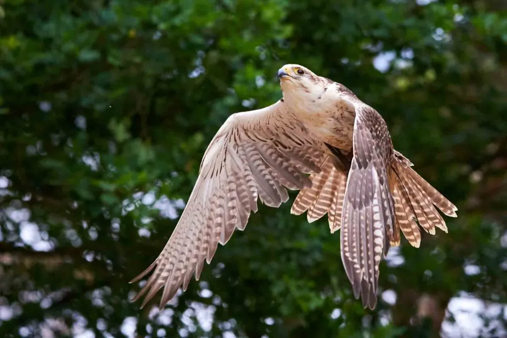 Saker falcon in flight