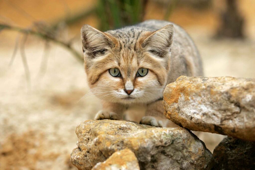 Sand Cat among Rocks
