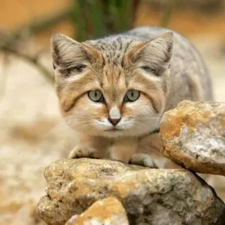 Sand Cat among Rocks