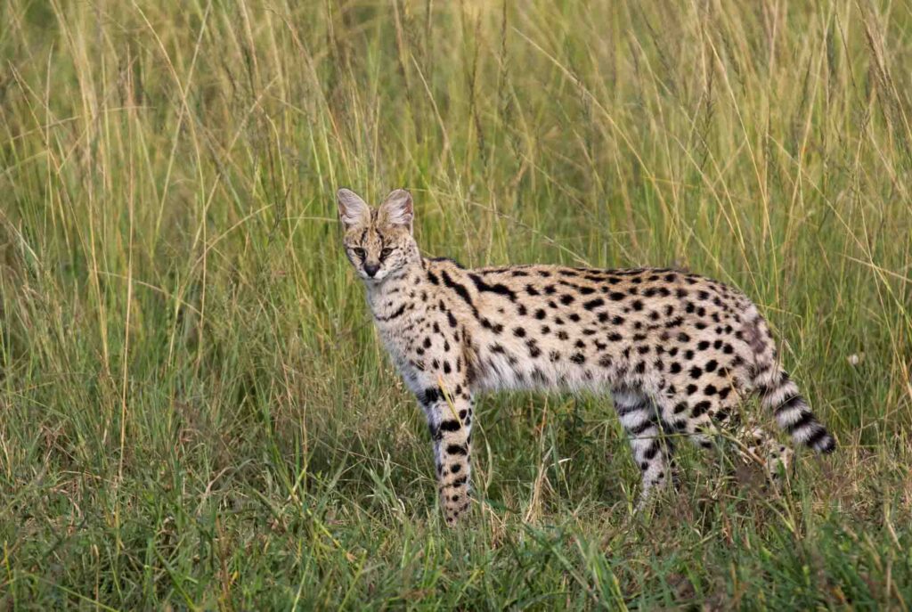 Serval standing in tall grass in savanna