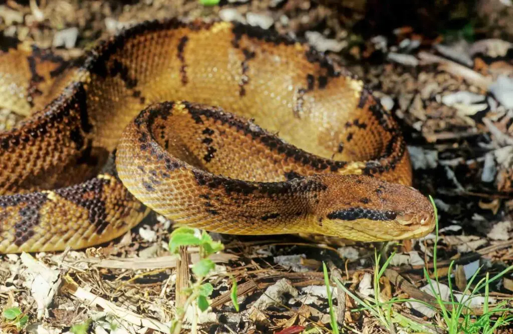 South American bushmaster is a snake from Brazil