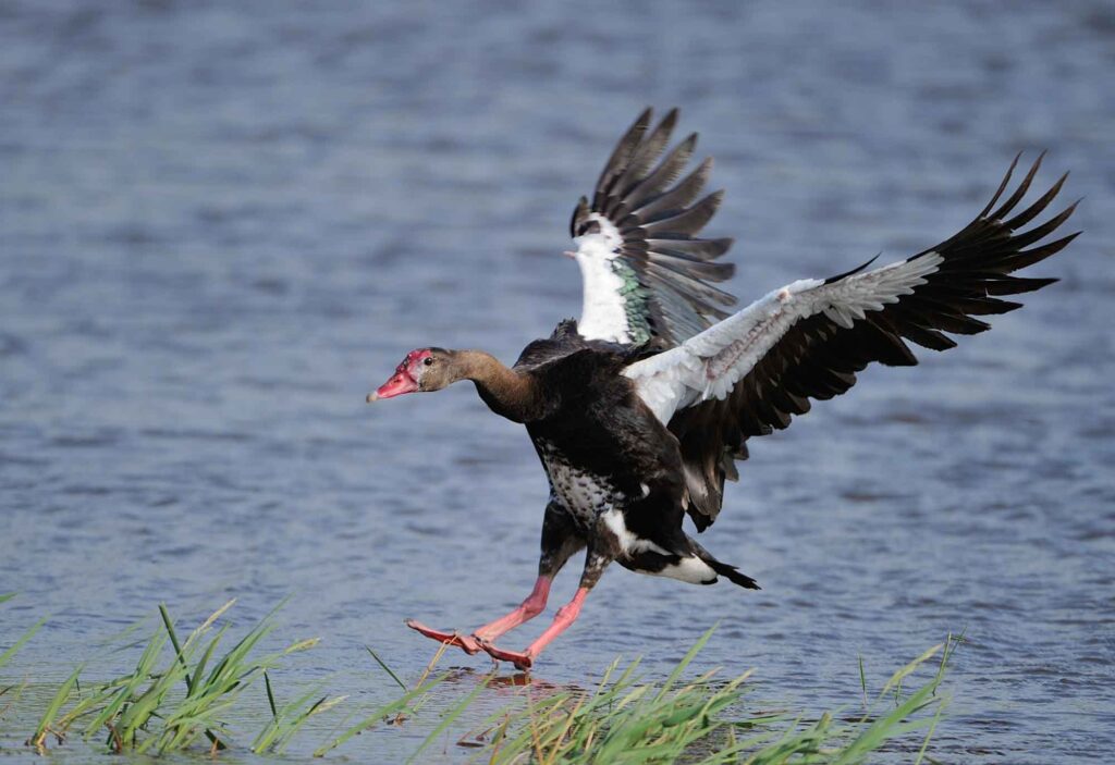 Spur-winged goose landing