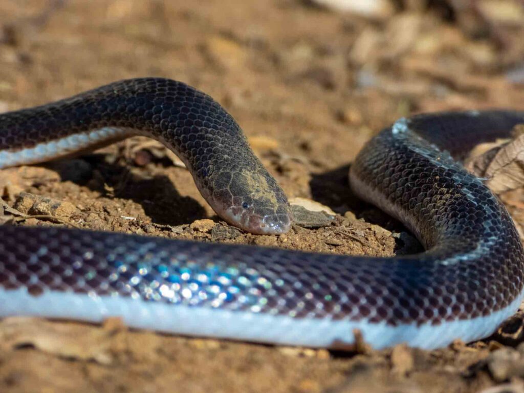 Stiletto Snake on the ground