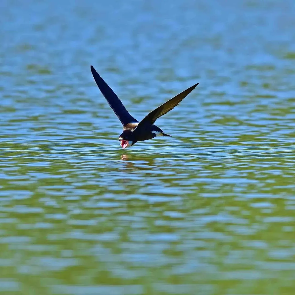 Exciting water drinking scene of White-throated Needletail
