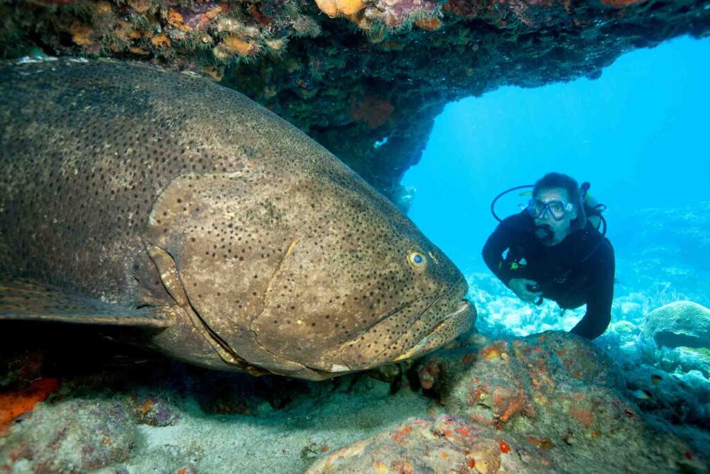 Scuba diver with large Atlantic goliath grouper