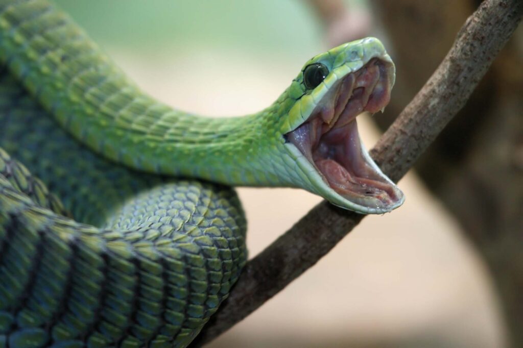 Venomous green boomslang snake with mouth open