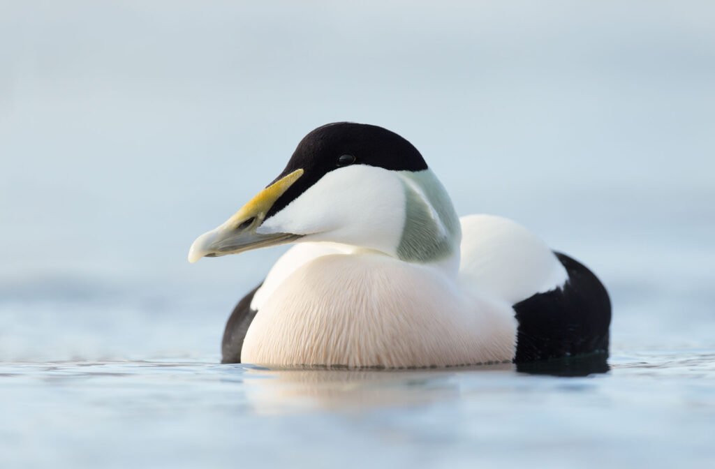 Close up of a male common eider