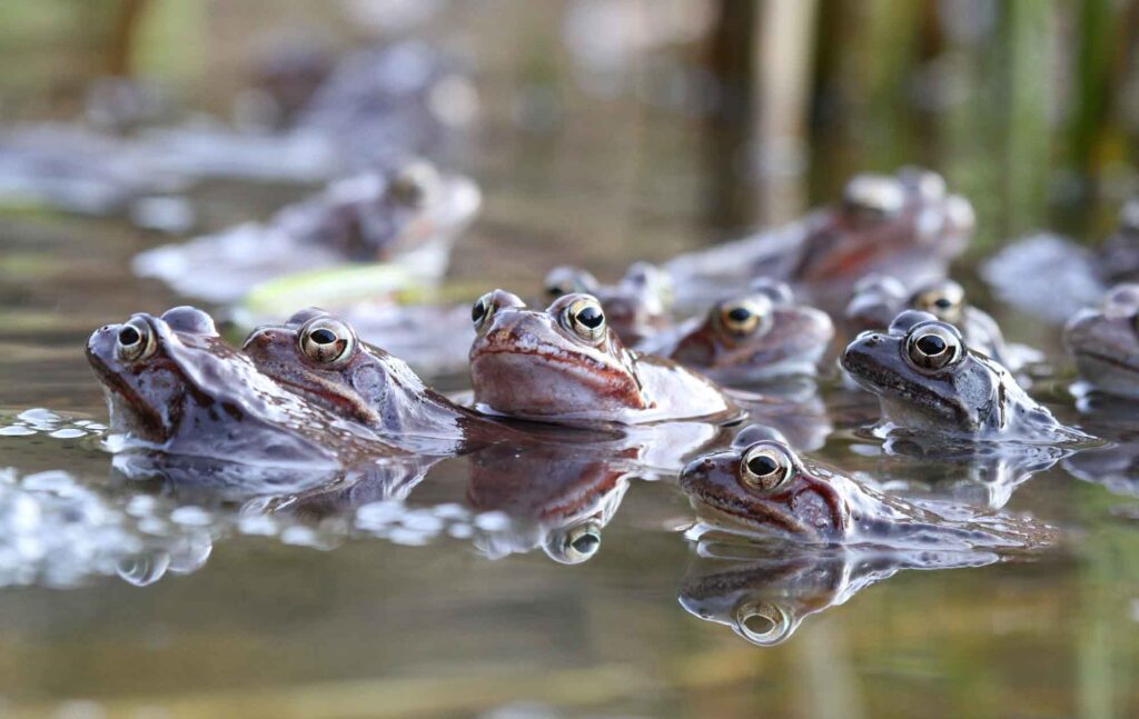 Group of common frogs