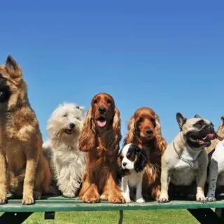 Group of puppies