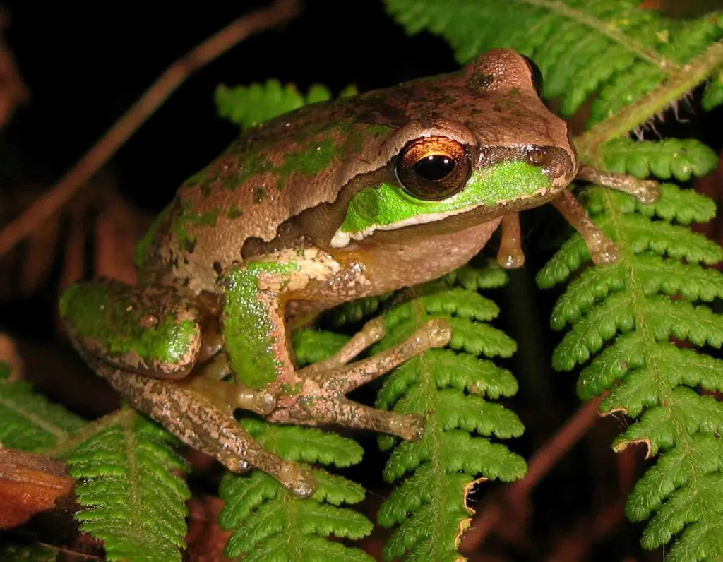 New England Tree Frog on tree