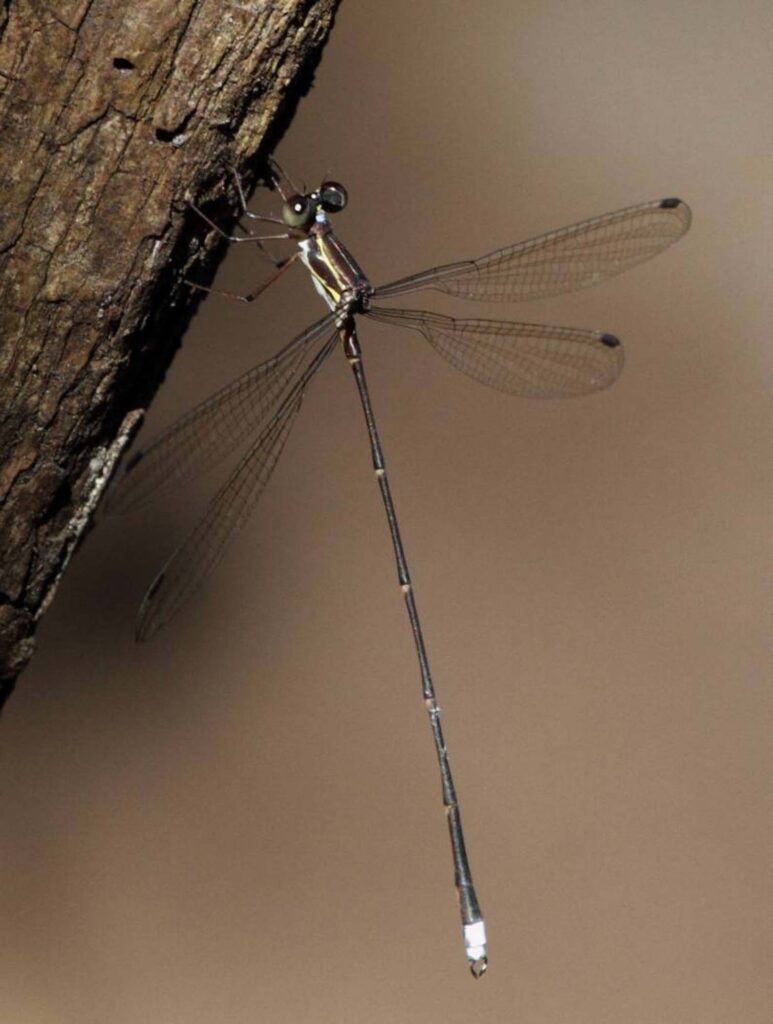 Queen malachite dragonfly