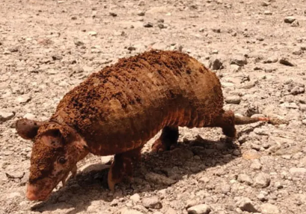 Northern naked-tailed armadillo walking on the ground