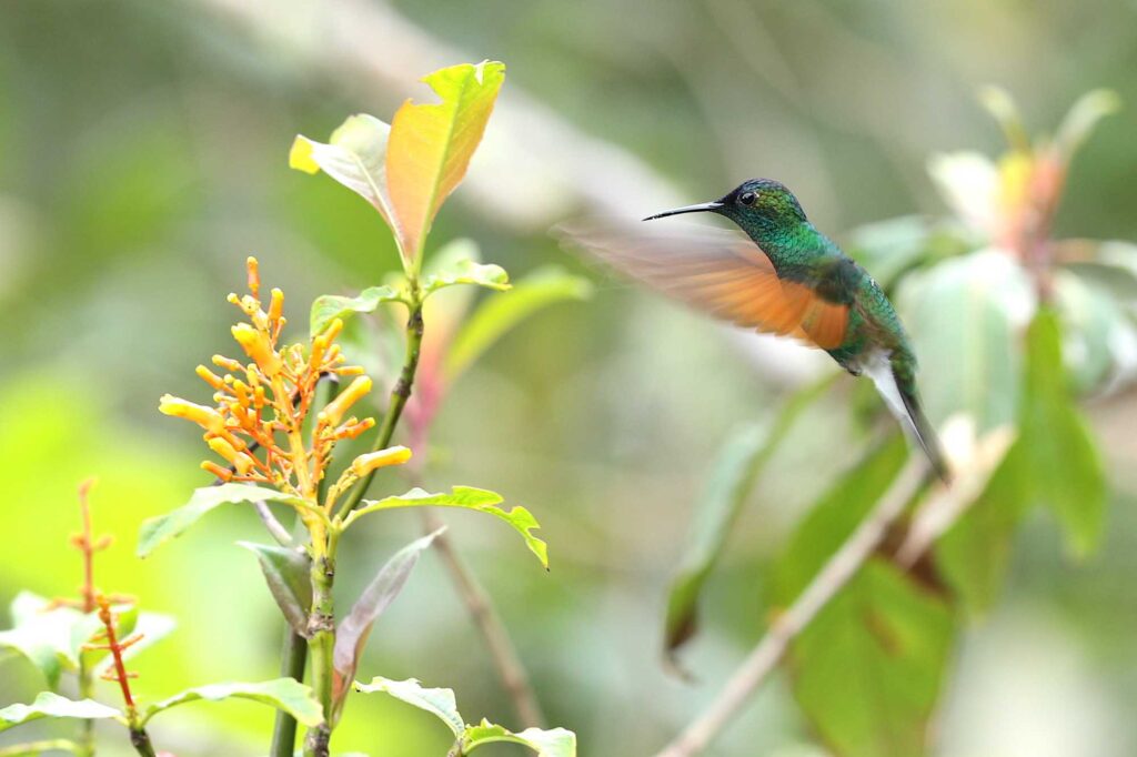 Oaxaca blue-capped hummingbird flying