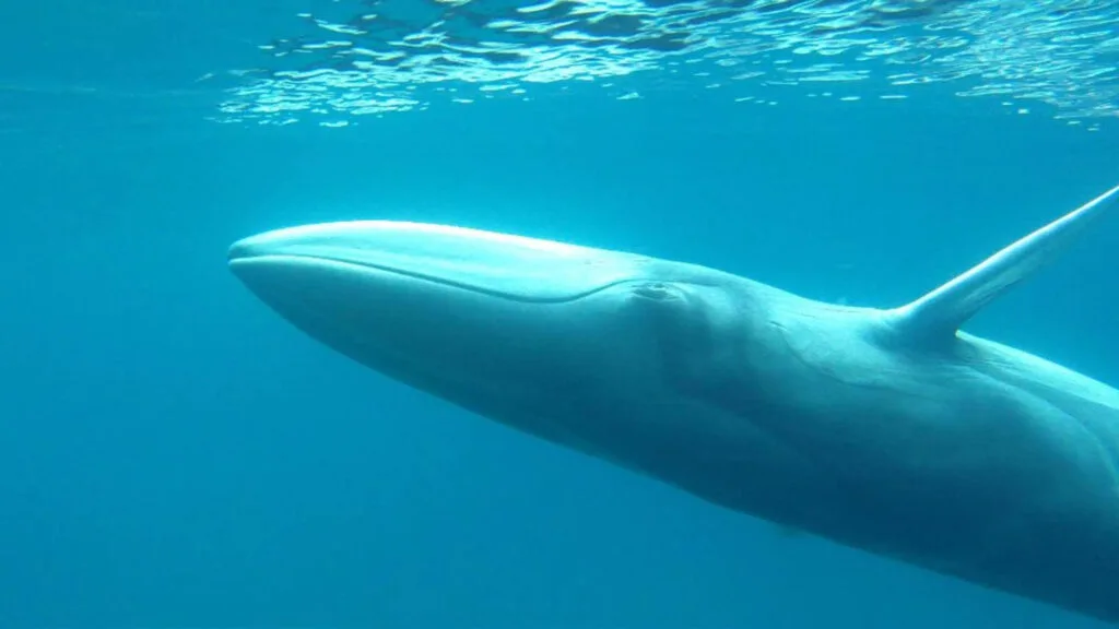 Omura's whale swimming