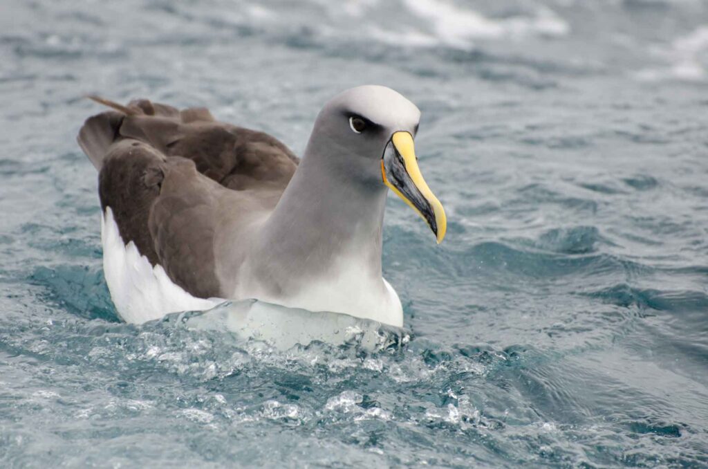 Grey-headed albatross swimming in the sea