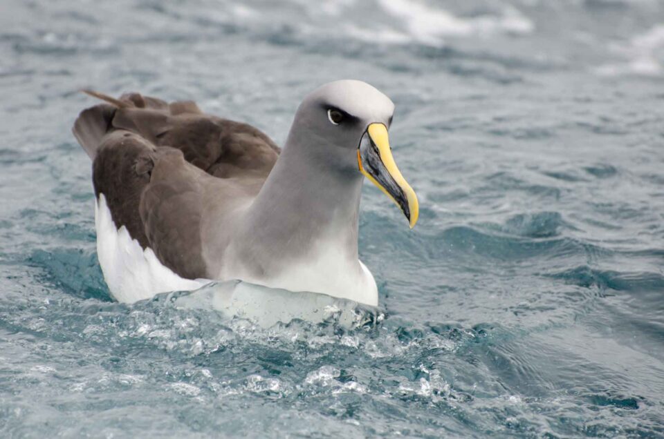 20 Fastest Birds in the World (In The Sky, Land, & Water)