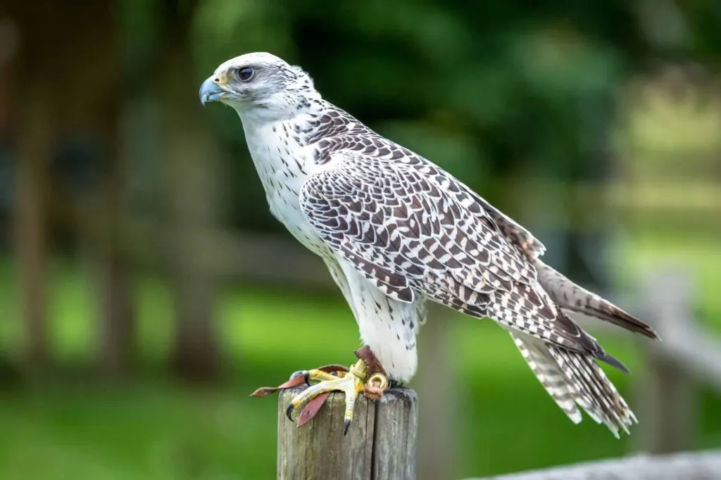 A selective focus shot of gyrfalcon perched on a wooden post