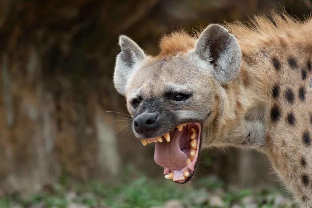 Hyena with mouth open