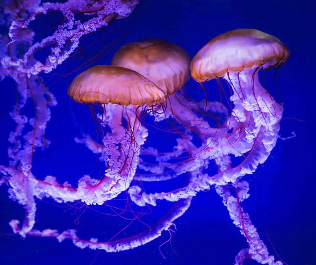 Group of jellyfish