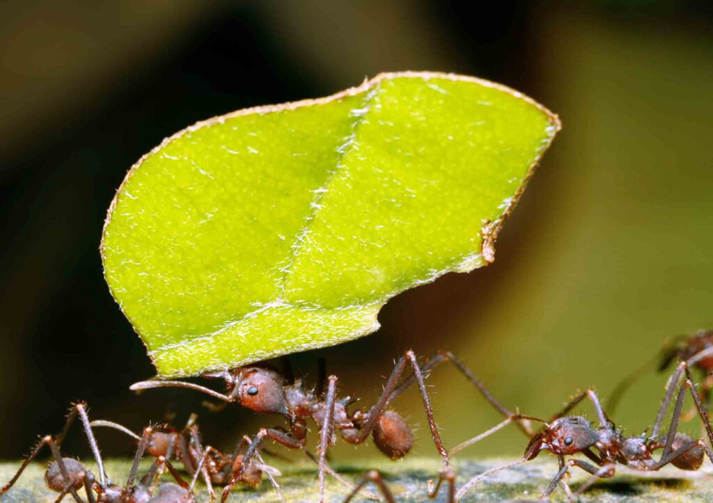 Leafcutter ant carrying a leaf