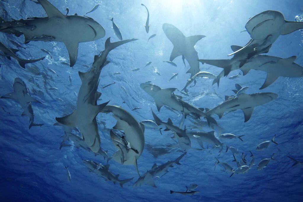 Group of lemon shark