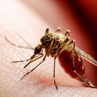 Mosquito insect biting a person