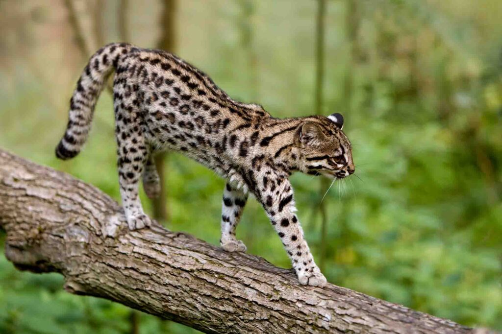 Northern tiger cat, oncilla, walking