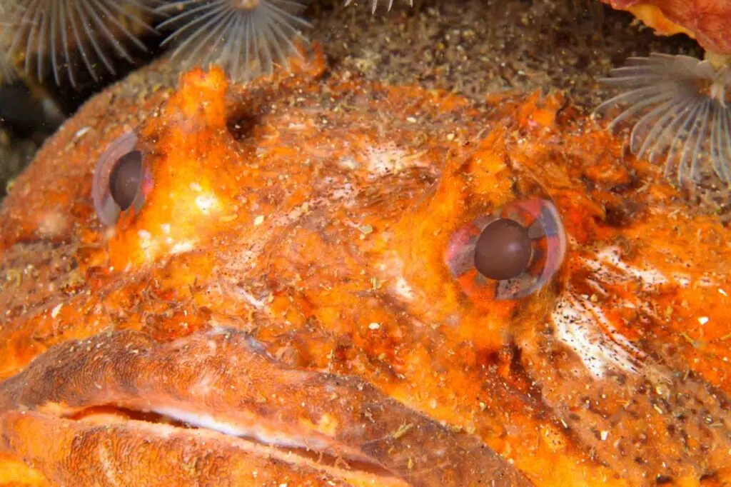 Orange oyster toadfish closeup