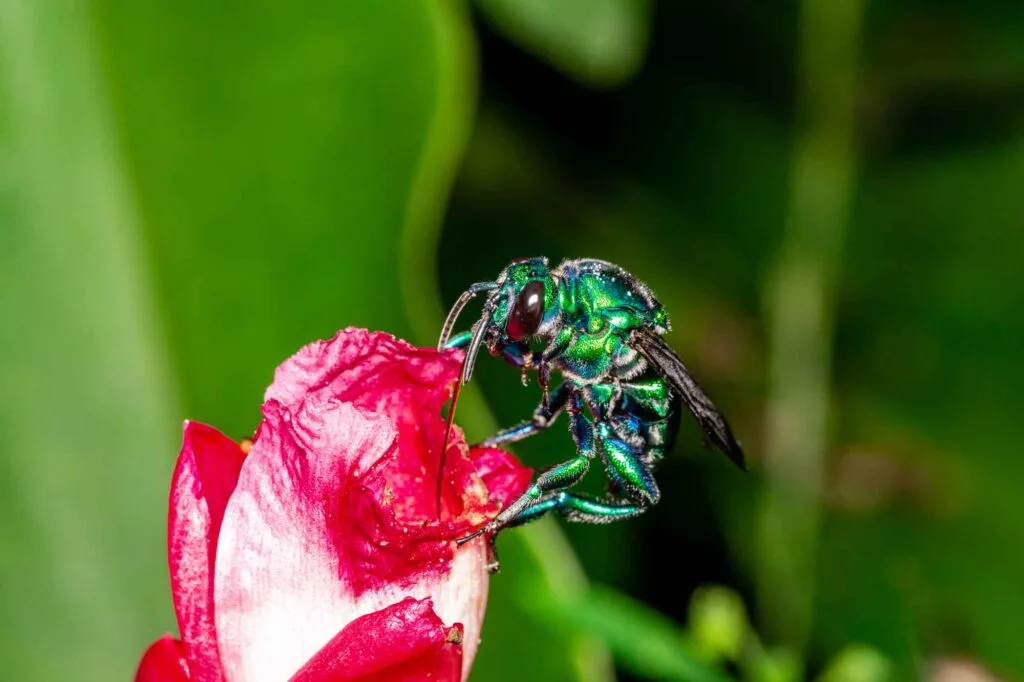 Orchid bee on a red tropical flower