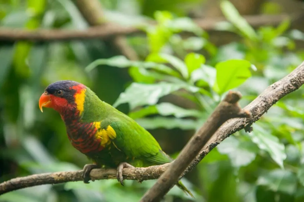 Ornate lorikeet parrot on vegetation