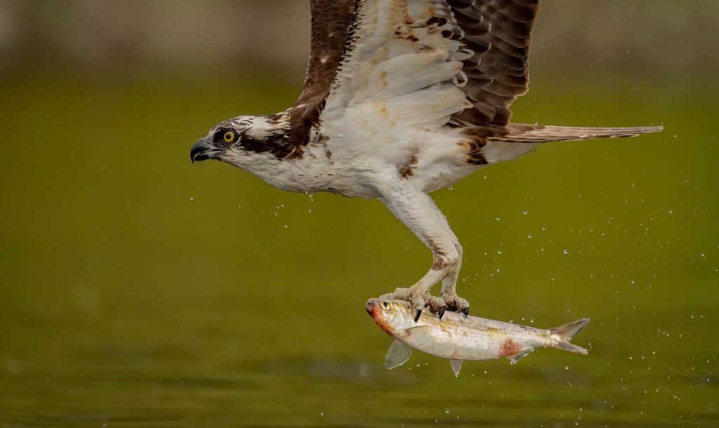 Osprey hunting for fish