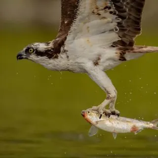 Osprey hunting for fish