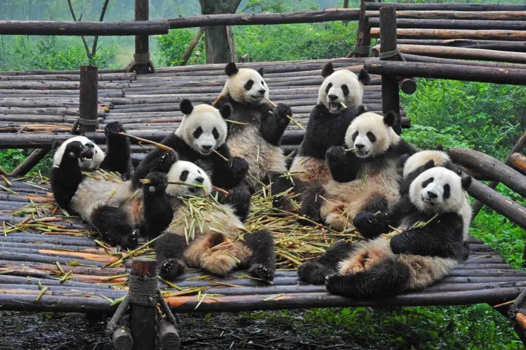 Group of giant pandas