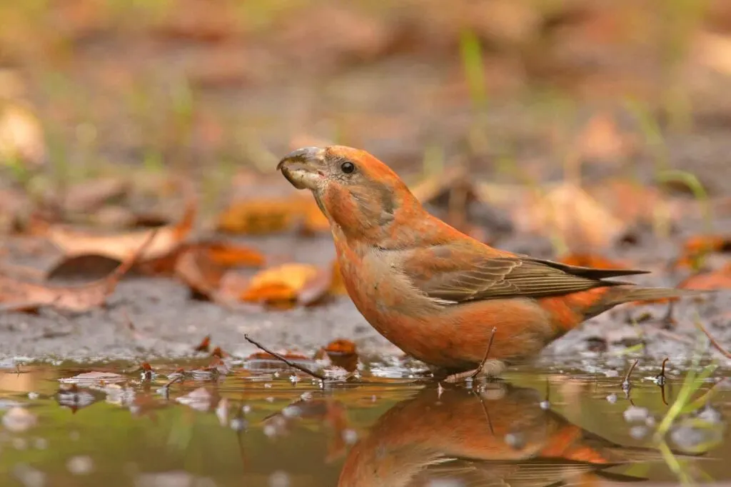 Parrot crossbill (Loxia pytyopsittacus) on the ground