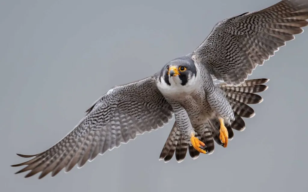 The peregrine falcon is the fastest among the animals that start with P!