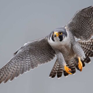 Peregrine Falcon flying