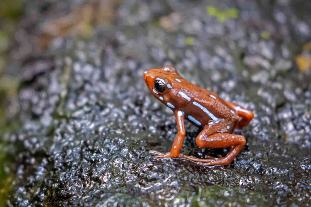 Phantasmal poison-arrow frog (Epipedobates tricolor)