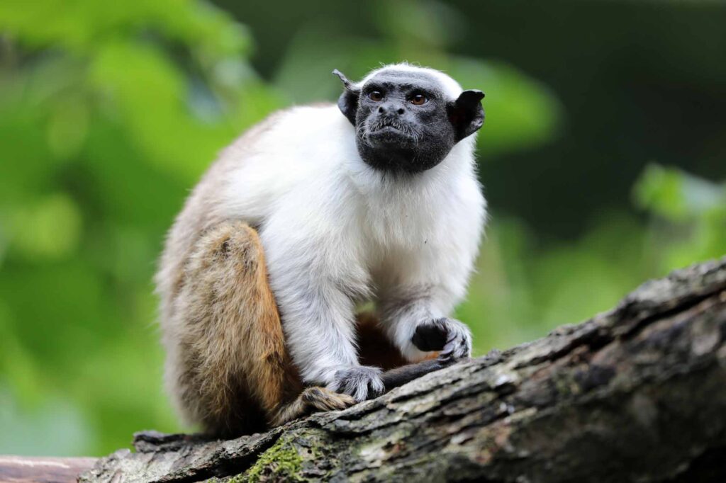 Pied tamarin on a branch