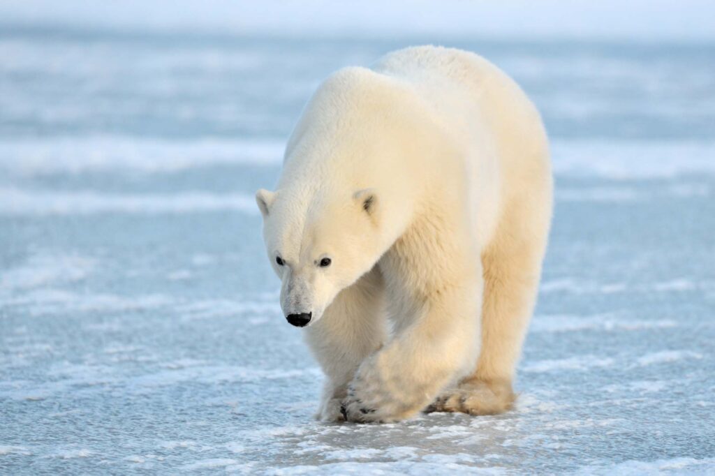 Polar Bear walking on blue ice