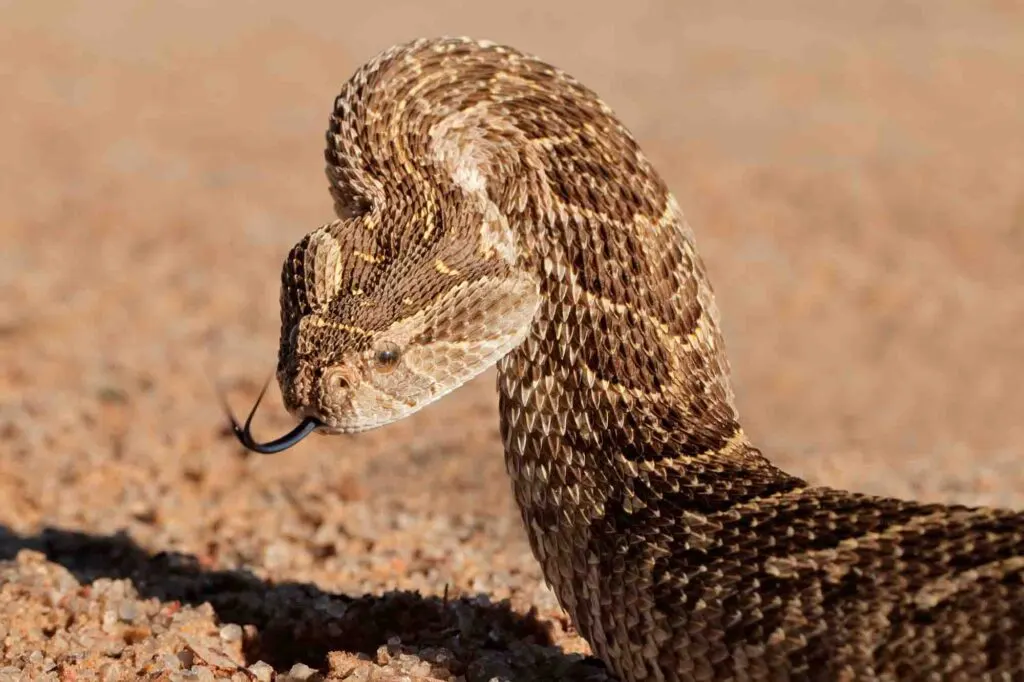 Portrait of a puff adder in defensive position