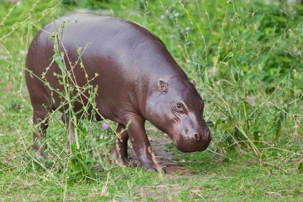 Pygmy hippo (Pygmy hippopotamus) eating grass