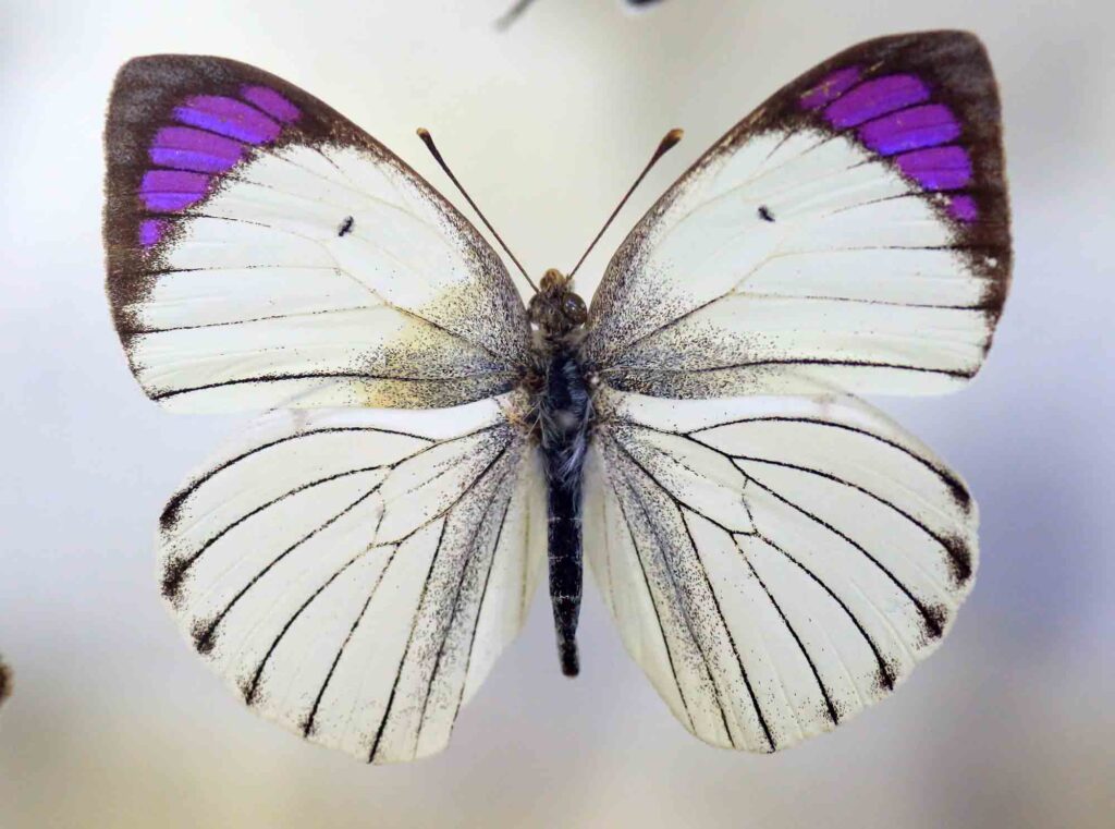 Queen purple tip (Colotis regina) isolated