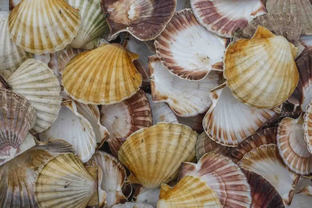 Seashell background, lots of Queen scallops