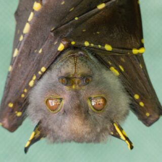 Queensland tube-nosed bat upside-down