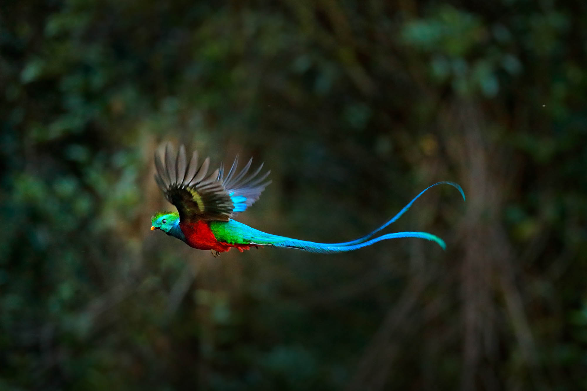 Flying Resplendent Quetzal, Pharomachrus mocinno, Costa Rica, with green forest in background