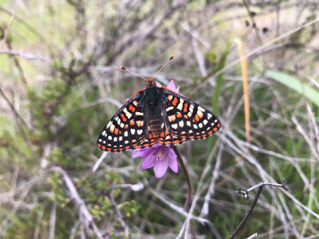 Quino checkerspot butterfly on flower