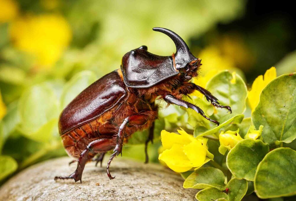 Rhinoceros beetle walking on leaf